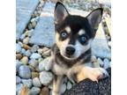 Alaskan Klee Kai Puppy for sale in Crystal River, FL, USA