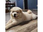 Chow Chow Puppy for sale in North Hills, CA, USA