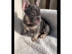 French Bulldog Puppy for sale in Miramar, FL, USA