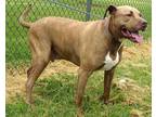 Nash Mixed Breed (Large) Adult Male