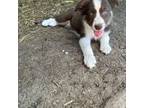 Border Collie Puppy for sale in Davis City, IA, USA