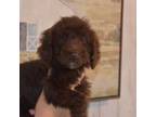 Goldendoodle Puppy for sale in Social Circle, GA, USA