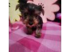 Yorkshire Terrier Puppy for sale in Kutztown, PA, USA