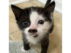 Mr. Mustachio Domestic Shorthair Kitten Male