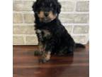Mutt Puppy for sale in Uniontown, KY, USA