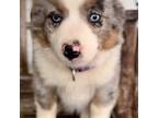 Australian Shepherd Puppy for sale in Reynoldsville, PA, USA