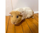 Duck, Guinea Pig For Adoption In Montreal, Quebec