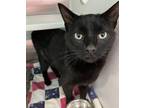 Pepsi, Domestic Shorthair For Adoption In Baltimore, Maryland