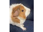 Penelope, Guinea Pig For Adoption In Edinburg, Pennsylvania