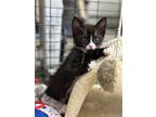 Delta (male), Domestic Shorthair For Adoption In Mission Viejo, California