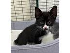 Maverick (male), Domestic Shorthair For Adoption In Mission Viejo, California