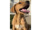 Butter Finger, Golden Retriever For Adoption In Santa Ana, California