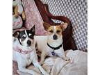 Russ Scully (wa), Rat Terrier For Adoption In Seattle, Washington