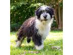 Katy, Old English Sheepdog For Adoption In Martinez, Tennessee
