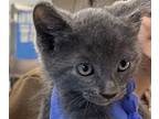 Ryder, Domestic Shorthair For Adoption In Houston, Texas