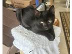 Ozzy, Domestic Shorthair For Adoption In Wellington, Florida