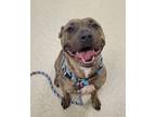 Felicia, American Pit Bull Terrier For Adoption In Mount Holly, New Jersey