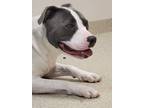 Marmalade, American Pit Bull Terrier For Adoption In Mount Holly, New Jersey