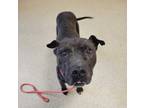 Oslo, American Pit Bull Terrier For Adoption In Mount Holly, New Jersey