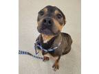 Augustus, American Pit Bull Terrier For Adoption In Mount Holly, New Jersey