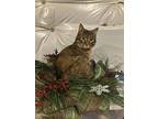 Twizzler, American Shorthair For Adoption In Mount Airy, Maryland