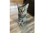 Meow Meow, American Shorthair For Adoption In Mount Airy, Maryland