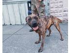 Lavander, Bull Terrier For Adoption In Newport, Tennessee
