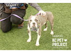 Samuel, American Pit Bull Terrier For Adoption In Kansas City, Missouri