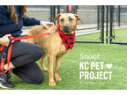 Snoot, American Pit Bull Terrier For Adoption In Kansas City, Missouri
