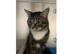 Pipboy, Domestic Mediumhair For Adoption In Quesnel, British Columbia