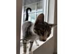 Lilac, Domestic Shorthair For Adoption In Janesville, Wisconsin