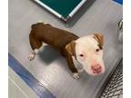 Princess, American Pit Bull Terrier For Adoption In Maryville, Missouri