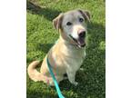 Piper, Labrador Retriever For Adoption In Philadelphia, Pennsylvania