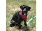 Harbor, Terrier (unknown Type, Medium) For Adoption In Richmond, Virginia