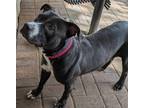 Ivy, American Staffordshire Terrier For Adoption In Mesquite, Texas