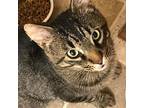 Prince, Domestic Shorthair For Adoption In Linwood, Michigan