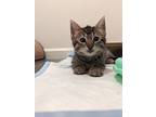 Winifred, Domestic Shorthair For Adoption In Fremont, California