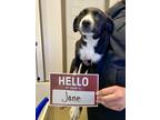 Jane, Labrador Retriever For Adoption In Harbor Springs, Michigan
