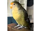 Marty, Lovebird For Adoption In Ballwin, Missouri