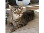 Wendy, Domestic Shorthair For Adoption In Fort Myers, Florida