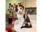 Victoria, Calico For Adoption In Woodbury, New Jersey