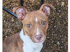 Emmett, Rat Terrier For Adoption In Anniston, Alabama