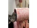 Cricket (i'm In Foster Care!), Domestic Shorthair For Adoption In Brooklyn