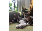 Flower & Sprout (we're In Foster Care!), Domestic Shorthair For Adoption In