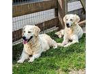 Blossom And Flower, Golden Retriever For Adoption In Louisville, Kentucky