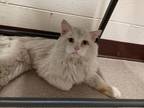 Bernard, Domestic Longhair For Adoption In Boulder, Colorado