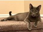 Azure, Russian Blue For Adoption In San Dimas, California