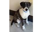 Billy*, Bull Terrier For Adoption In Pomona, California