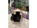 Garlic, Guinea Pig For Adoption In Oakland, New Jersey