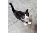Velcro, Domestic Shorthair For Adoption In Point Pleasant, West Virginia